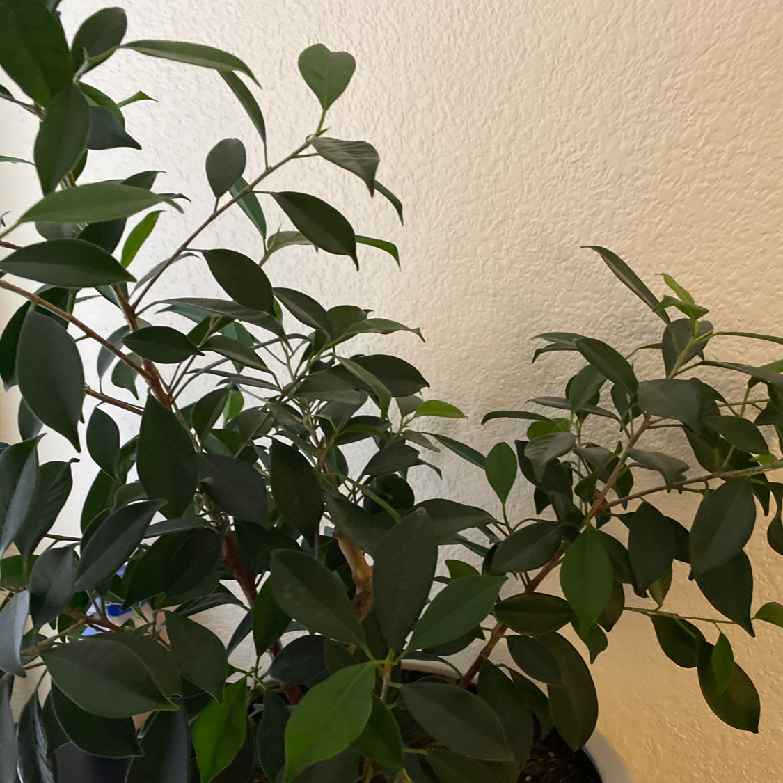 Ficus Ginseng plant photo by Bhanu named Bonsai on Greg, the plant care app.