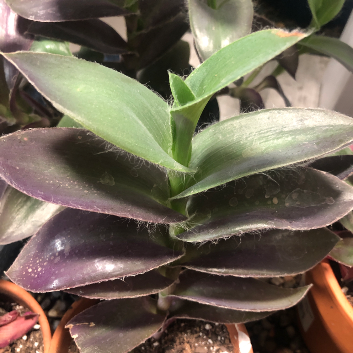 Purple Heart plant photo by @Skate4dwire named Jut on Greg, the plant care app.