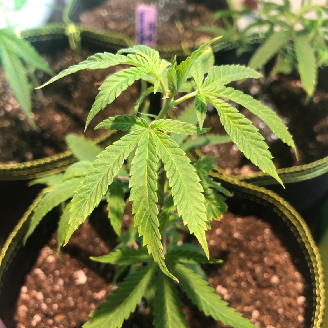 Marijuana plant photo by @Skate4dwire named Mary on Greg, the plant care app.