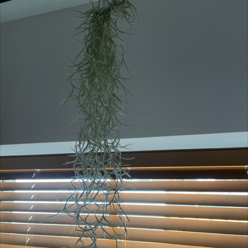 Hanging Spanish Moss plant with thin, elongated leaves, appears healthy.