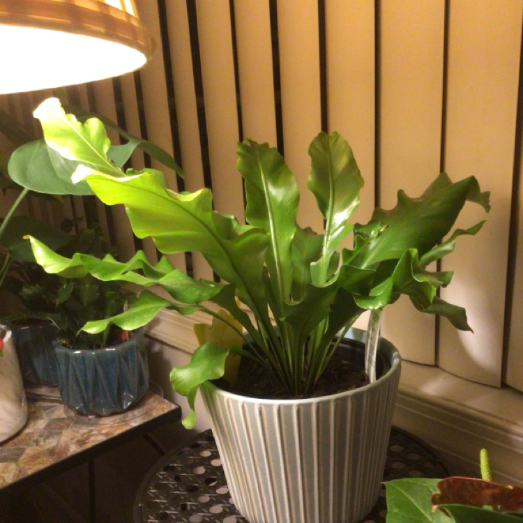 Bird's Nest Fern plant photo by Linda named Birdy Nest on Greg, the plant care app.