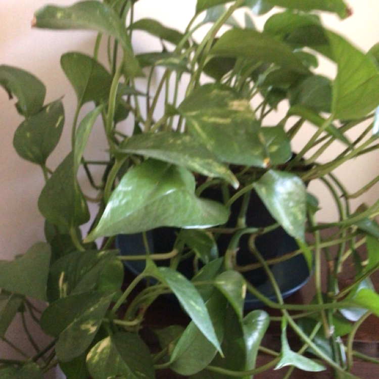Taro Vine plant photo by Linda named Philly 1, 2, & 3 on Greg, the plant care app.