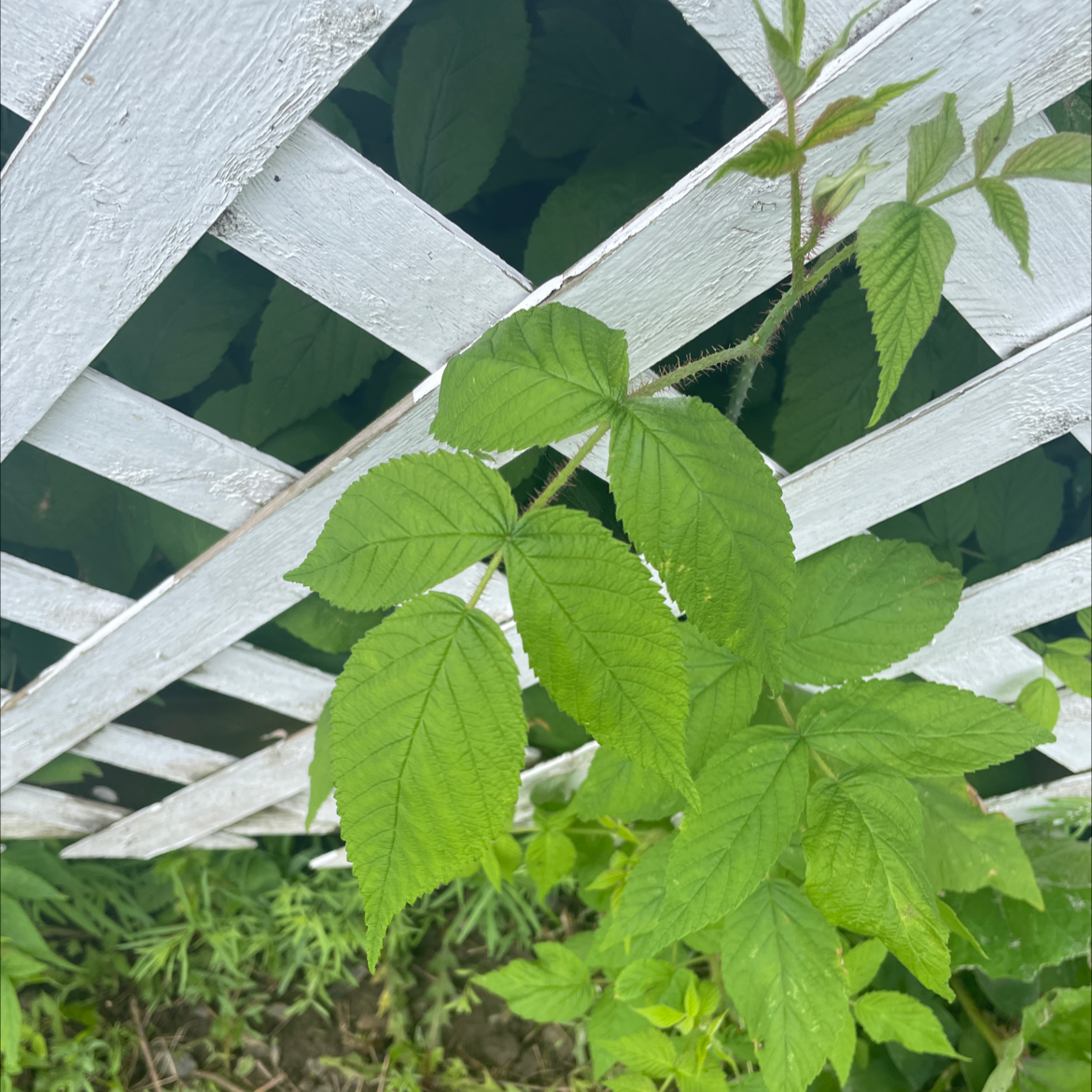 European Red Raspberry plant with green leaves growing through a white lattice fence.