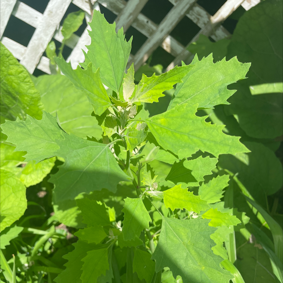 Healthy Lateflowering Goosefoot plant with serrated leaves in a garden setting.