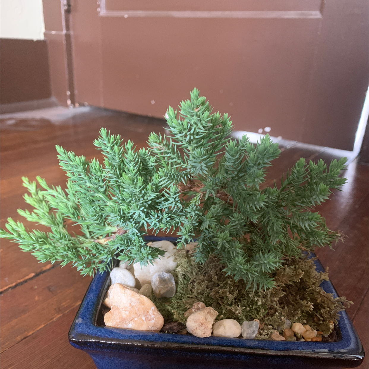 American Juniper plant in a blue pot with rocks and moss, healthy green foliage.