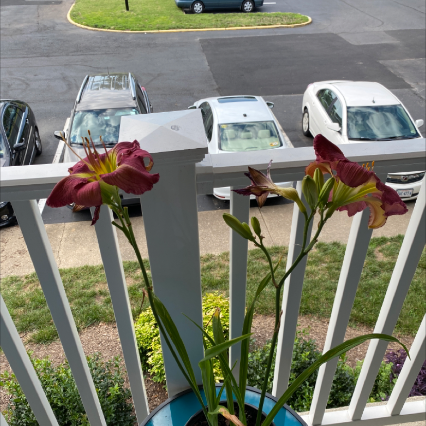 Orange Daylily plant with vibrant flowers in a pot on a balcony.
