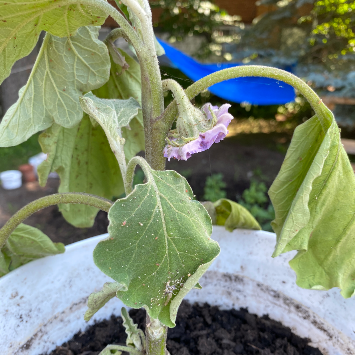 Eggplant plant with wilted leaves and a visible flower in a pot with soil.