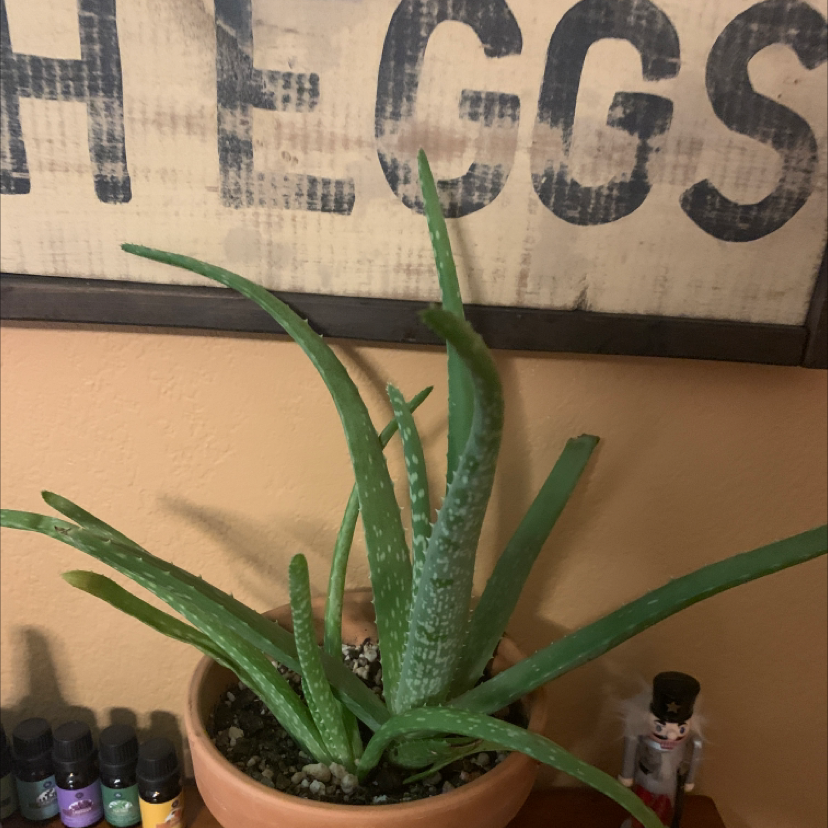 Aloe vera plant photo by Mallory named Aloe on Greg, the plant care app.