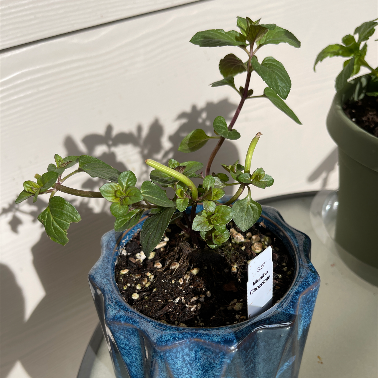 Chocolate Mint plant in a blue pot with visible soil, healthy green leaves, and no signs of disease.