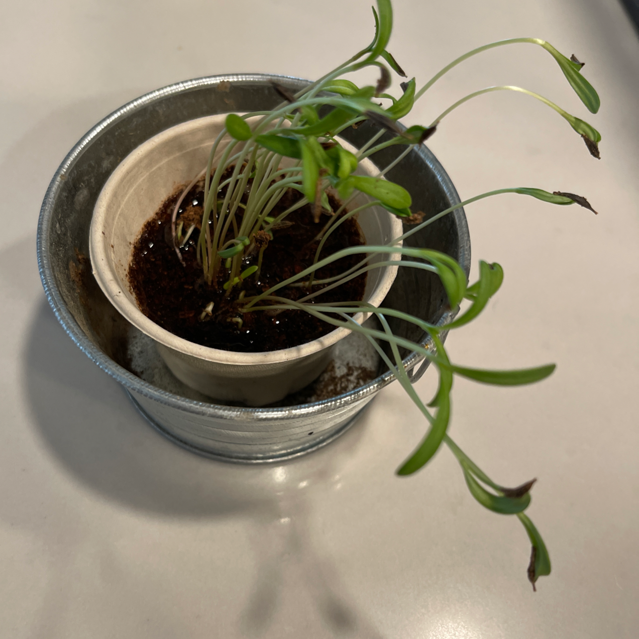 Photo of the plant species Cosmos by @WestCoastQ named Darwin on Greg, the plant care app