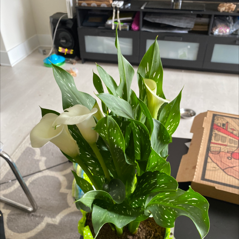 Spotted Calla Lily with healthy green leaves and white flowers, potted indoors.