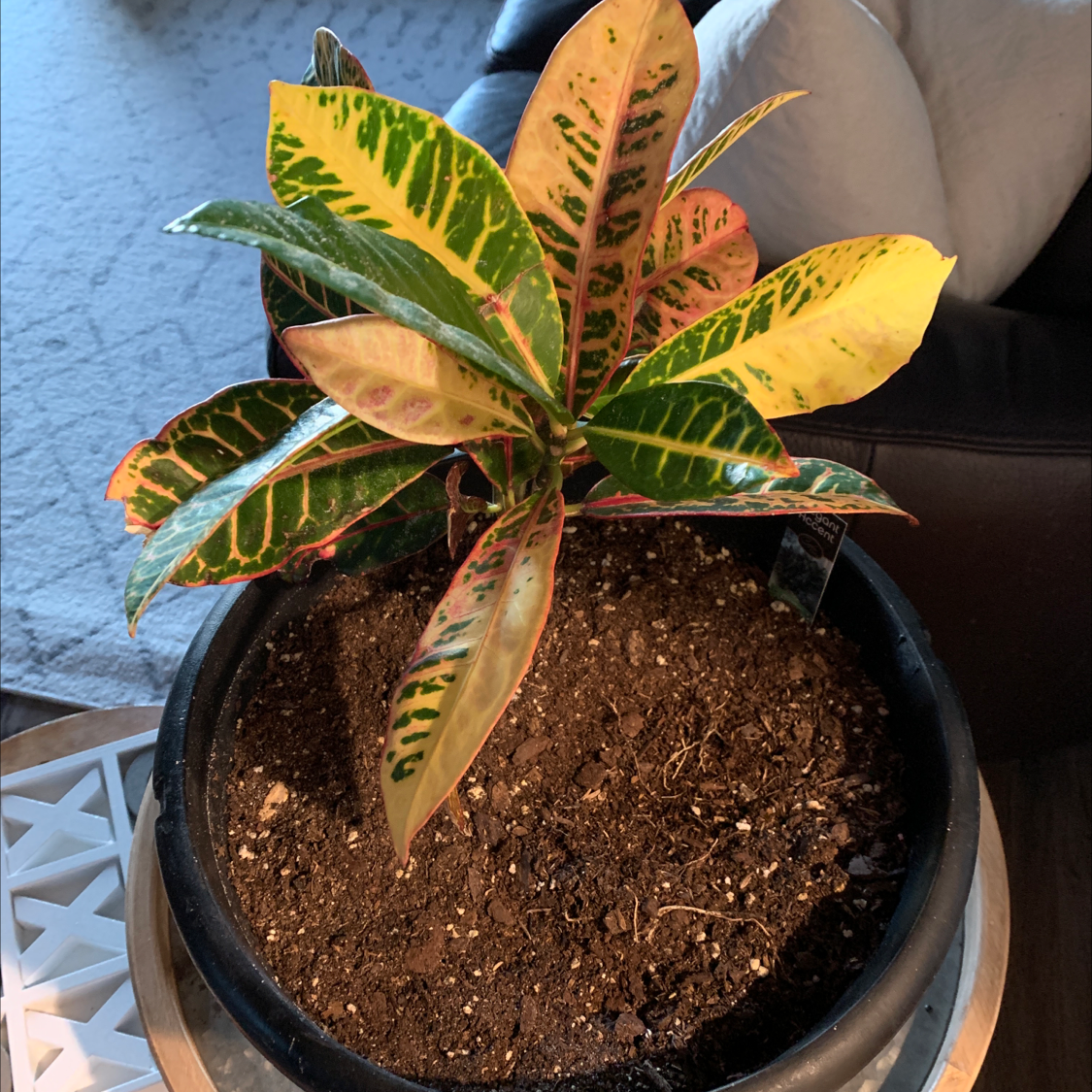 Croton 'Petra' plant photo by @Denise06 named Crowie on Greg, the plant care app.