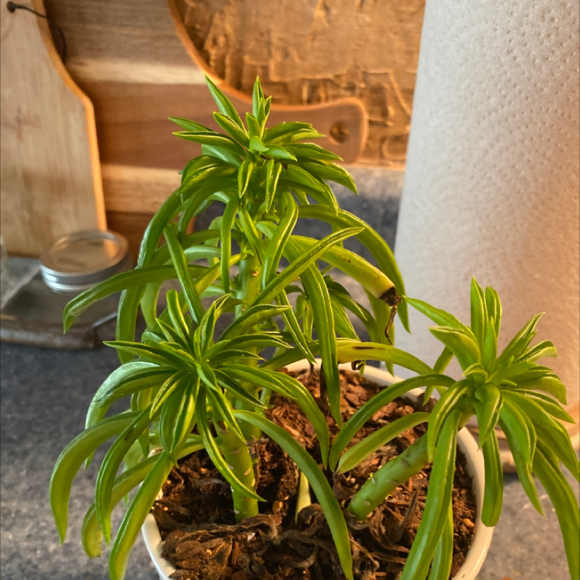 Pincushion Peperomia plant photo by @Foxyroxy23 named Luna on Greg, the plant care app.