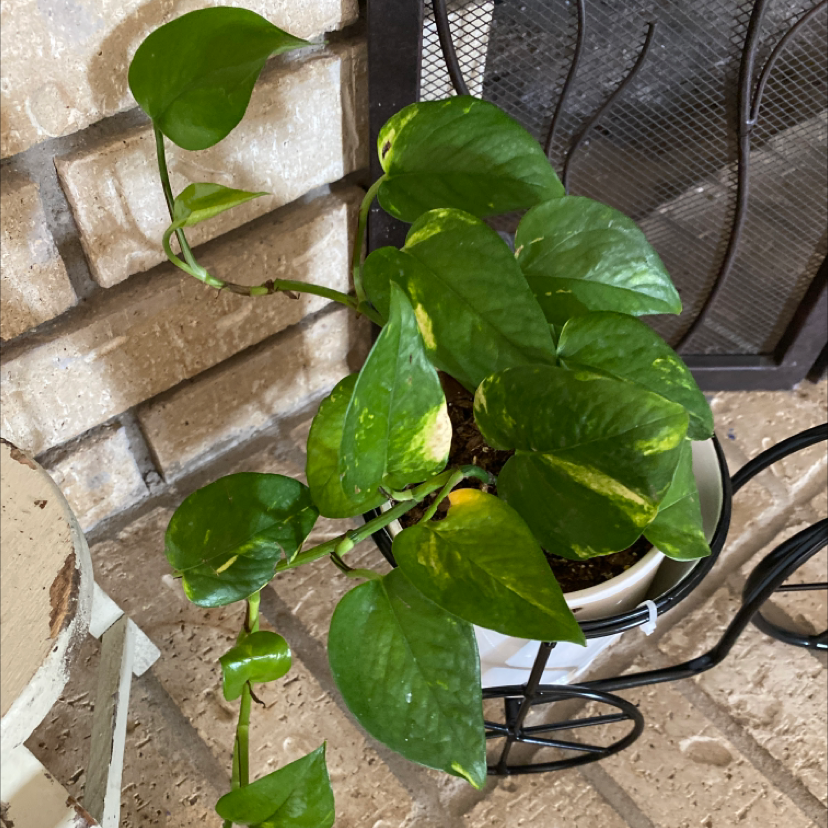 Taro Vine plant photo by @Foxyroxy23 named Eva on Greg, the plant care app.