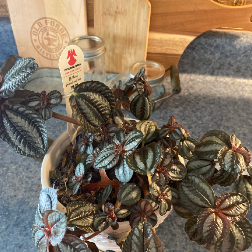 Aluminum Plant plant photo by @Foxyroxy23 named Ali on Greg, the plant care app.