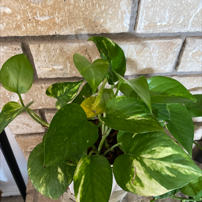 Taro Vine plant photo by @Foxyroxy23 named Ivy on Greg, the plant care app.