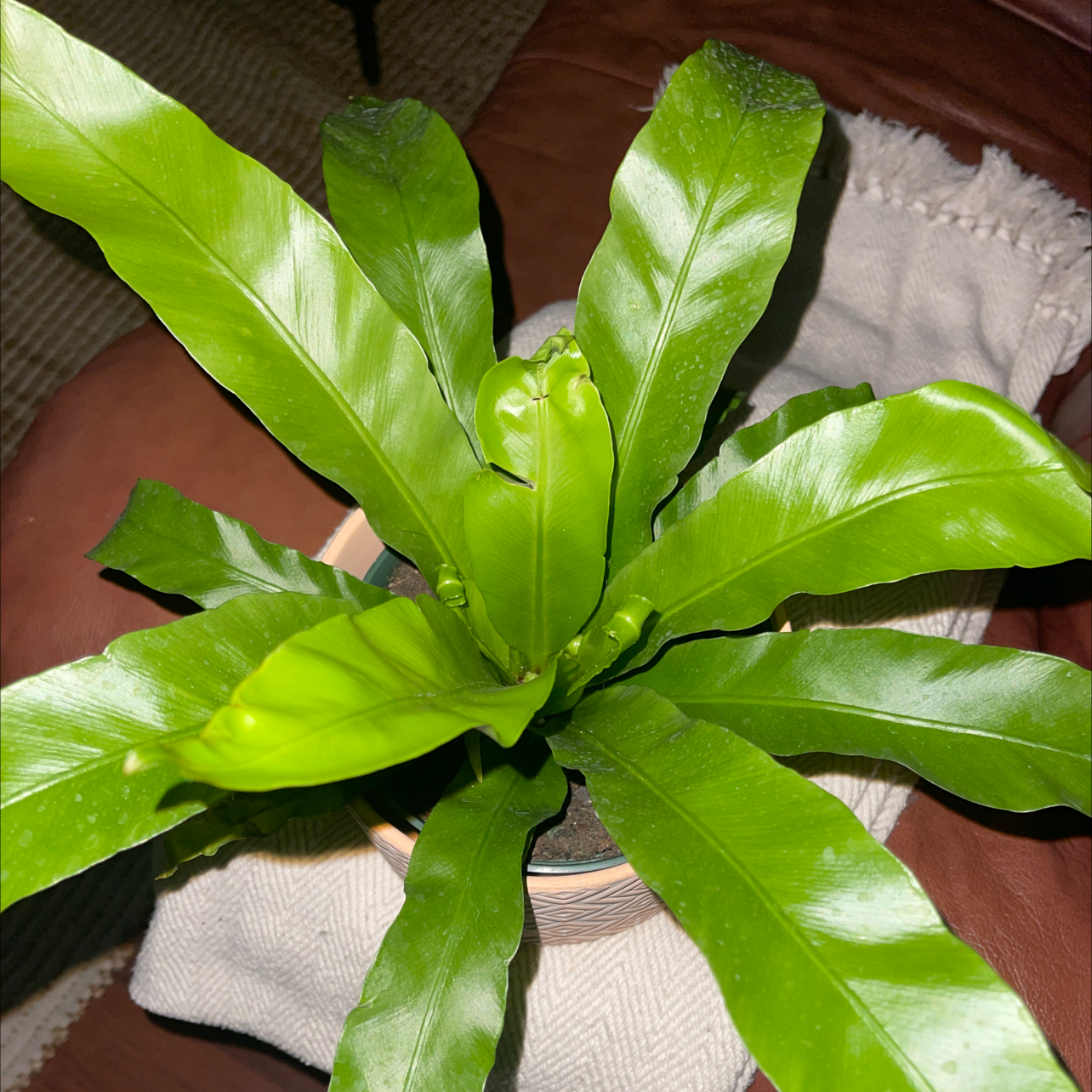 Japanese Bird's Nest Fern with vibrant green leaves in a pot, partially visible soil.