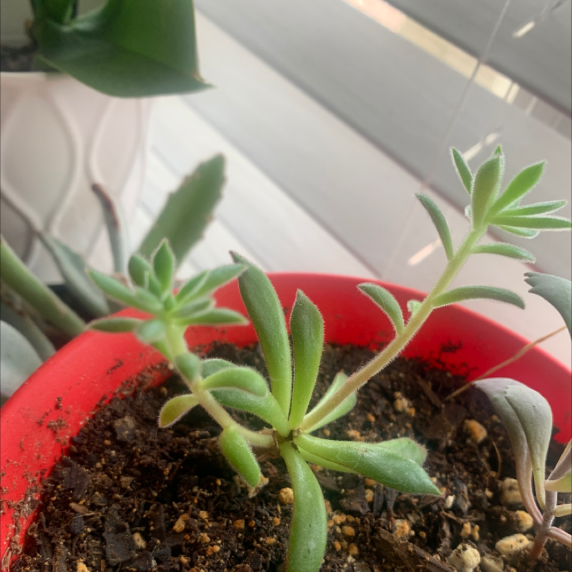 Plant care for Hibiscus on Greg, the plant care app