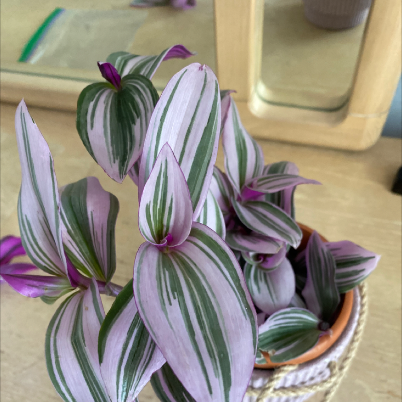 Spiderwort plant photo by @Parisplants2 named Tradescatia Nanouk on Greg, the plant care app.