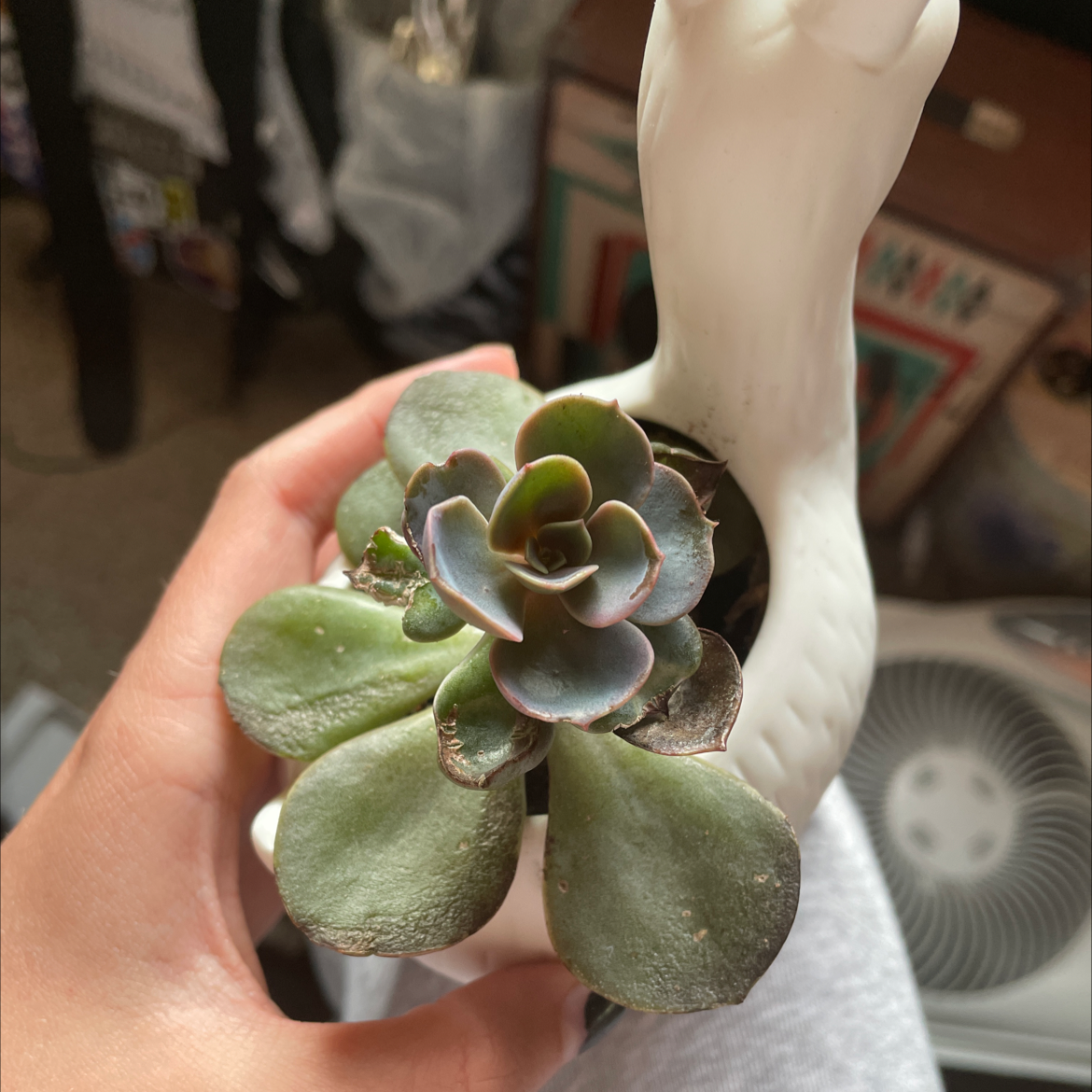 Echeveria 'Morning Beauty' succulent held by a hand, with slight browning on leaf edges.