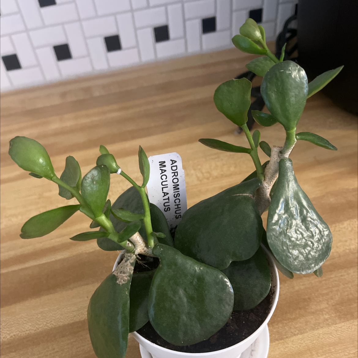 Calico Hearts plant (Adromischus maculatus) in a small pot on a kitchen counter.