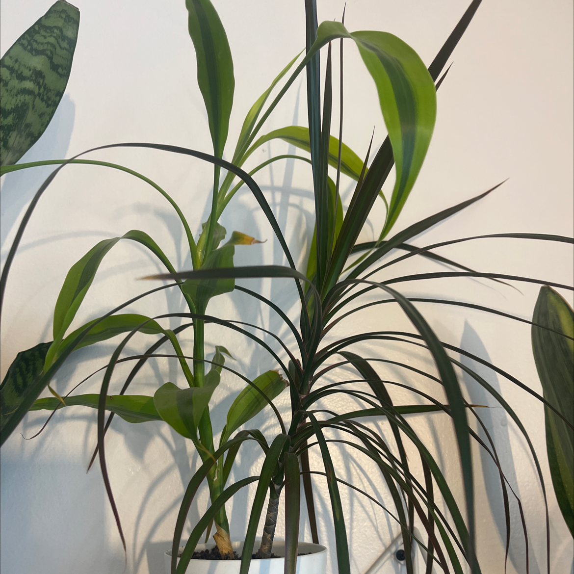 Healthy, mature Song of India plant with bright variegated green leaves and arching stems, well-framed in image.