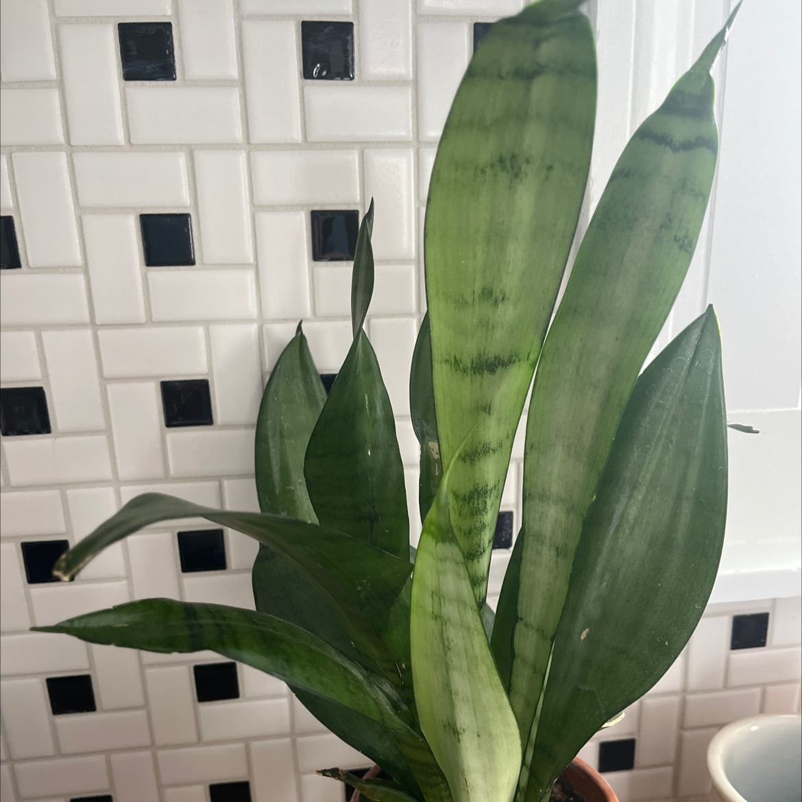 Zeylanica Snake Plant with long, upright leaves against a tiled background.