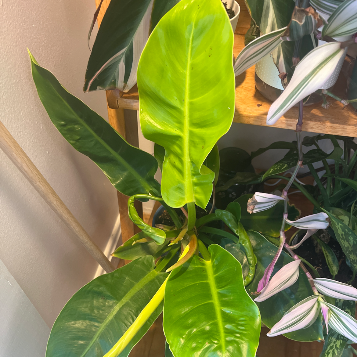 Philodendron 'Moonlight' plant with vibrant green leaves, surrounded by other plants.