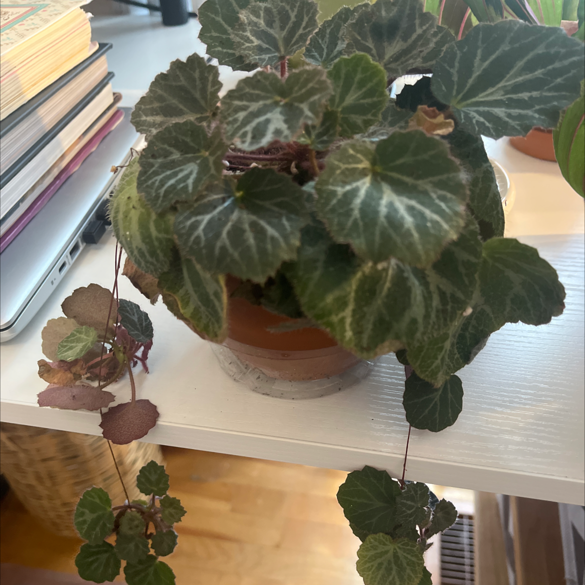 Strawberry Begonia plant in a pot with healthy leaves and minor discoloration.