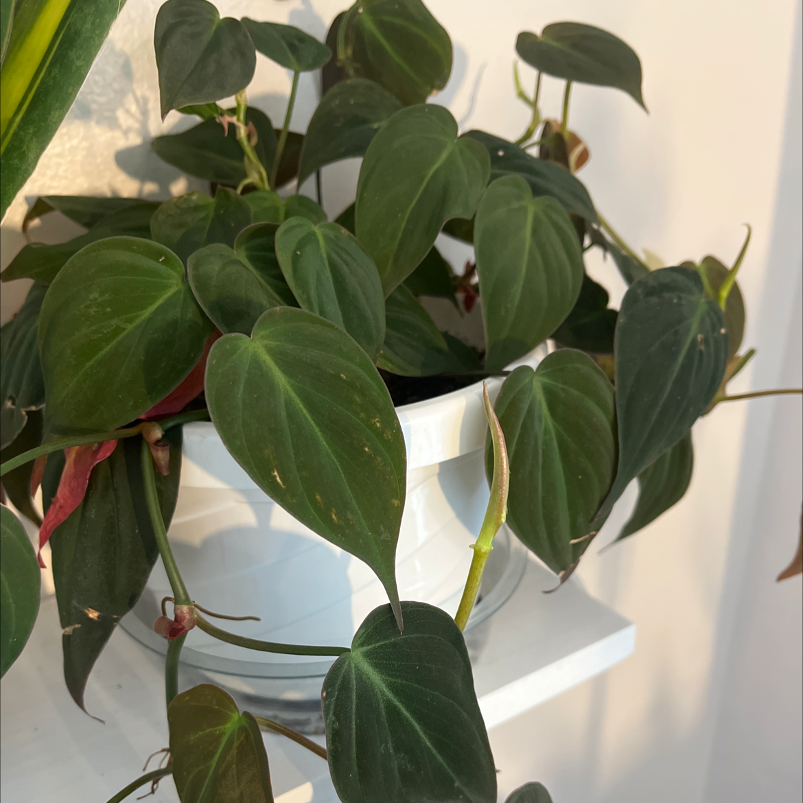 Philodendron Micans plant in a white pot with mostly healthy leaves.