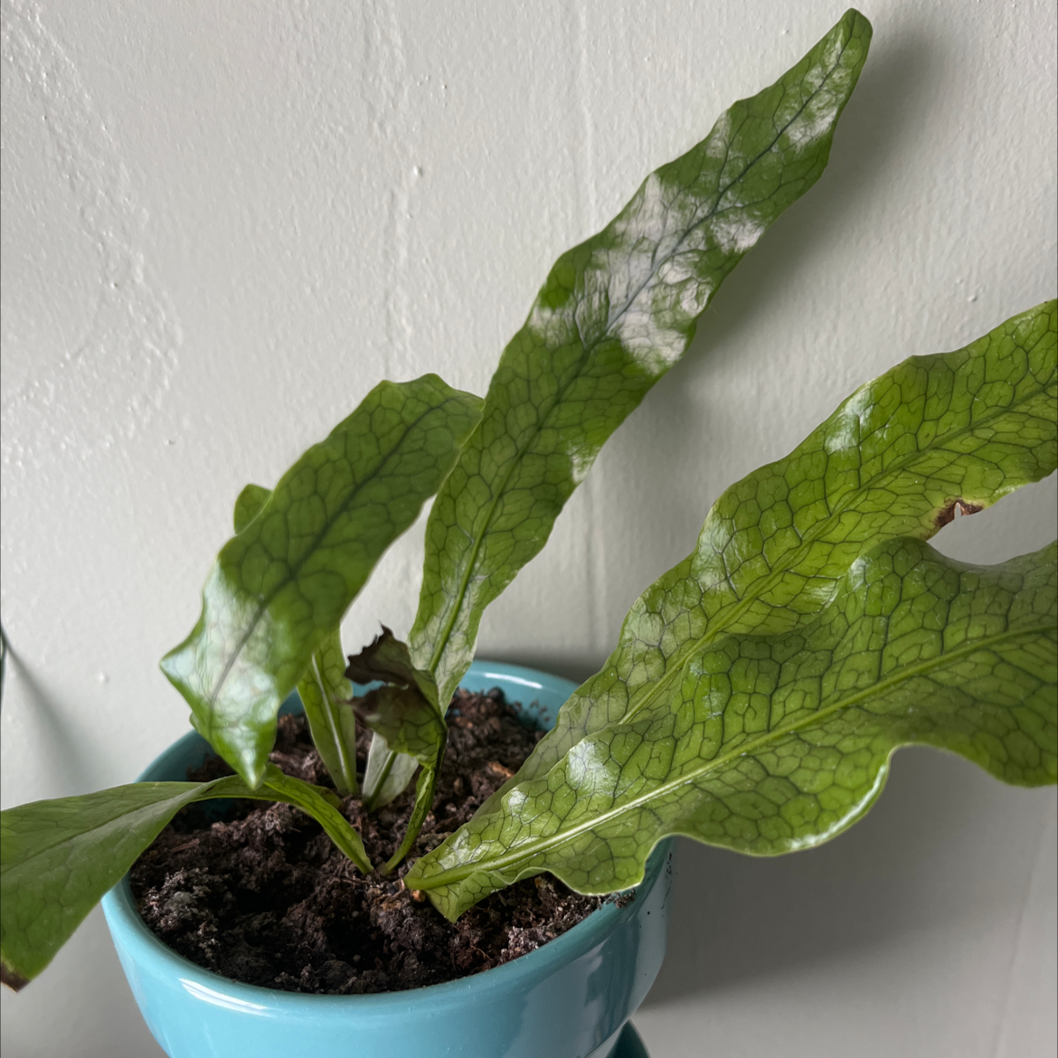 Crocodile Fern in a blue pot with healthy, patterned leaves and visible soil.