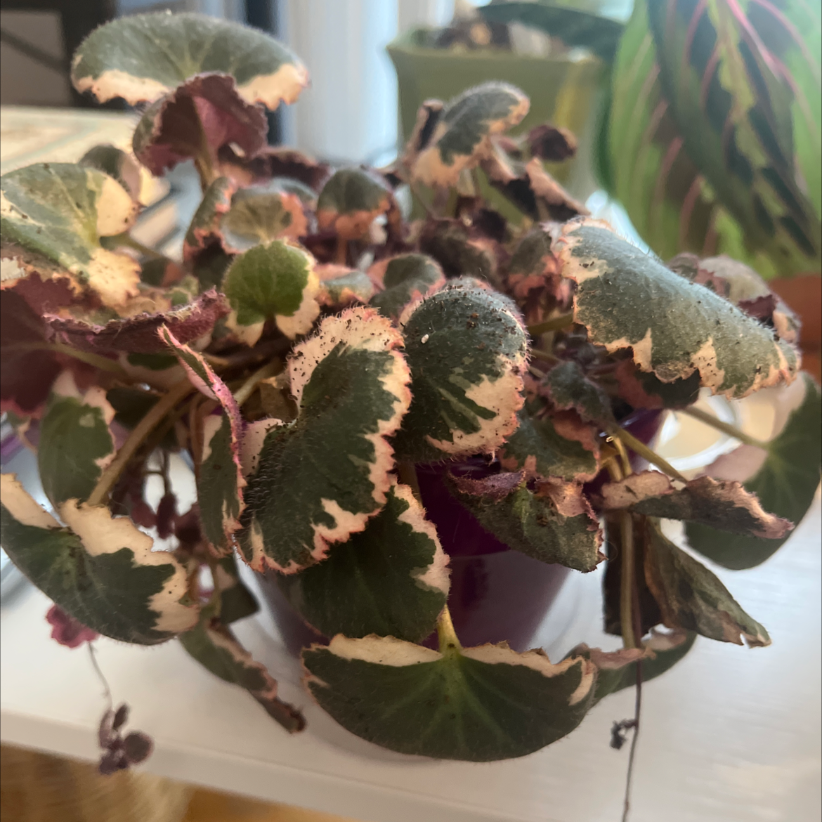 Strawberry Begonia plant with variegated leaves, some browning, in a pot.