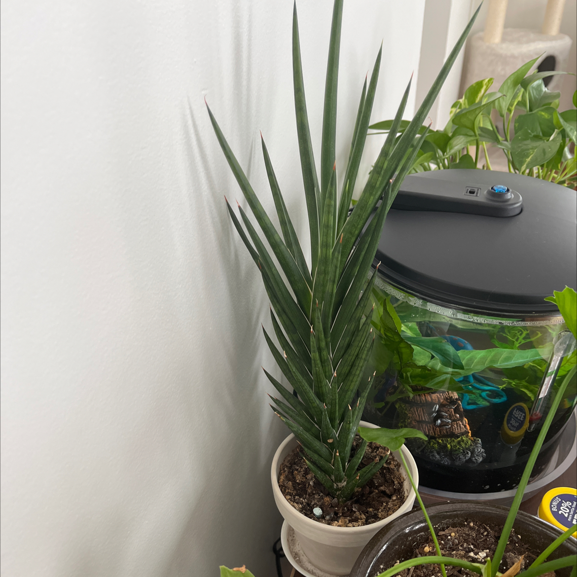 Sansevieria francisii plant in a small pot, healthy green leaves, visible soil.