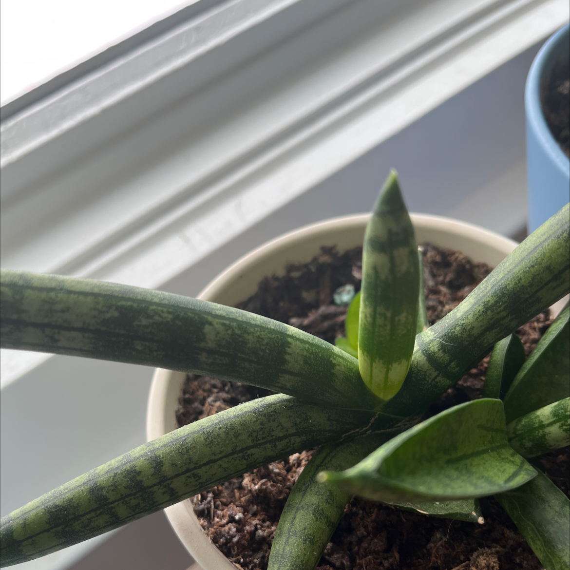 Starfish Snake Plant in a pot near a window, soil visible.