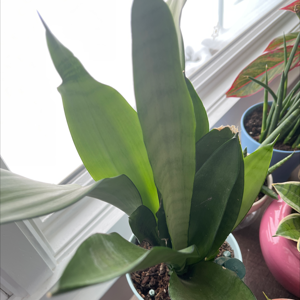 Silver Snake Plant with healthy green leaves near a window, soil visible.