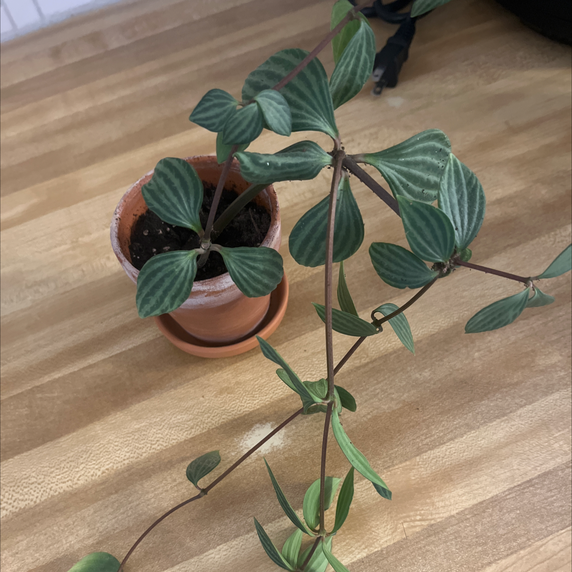 Potted Radiator Plant with elongated, striped leaves on a wooden surface.