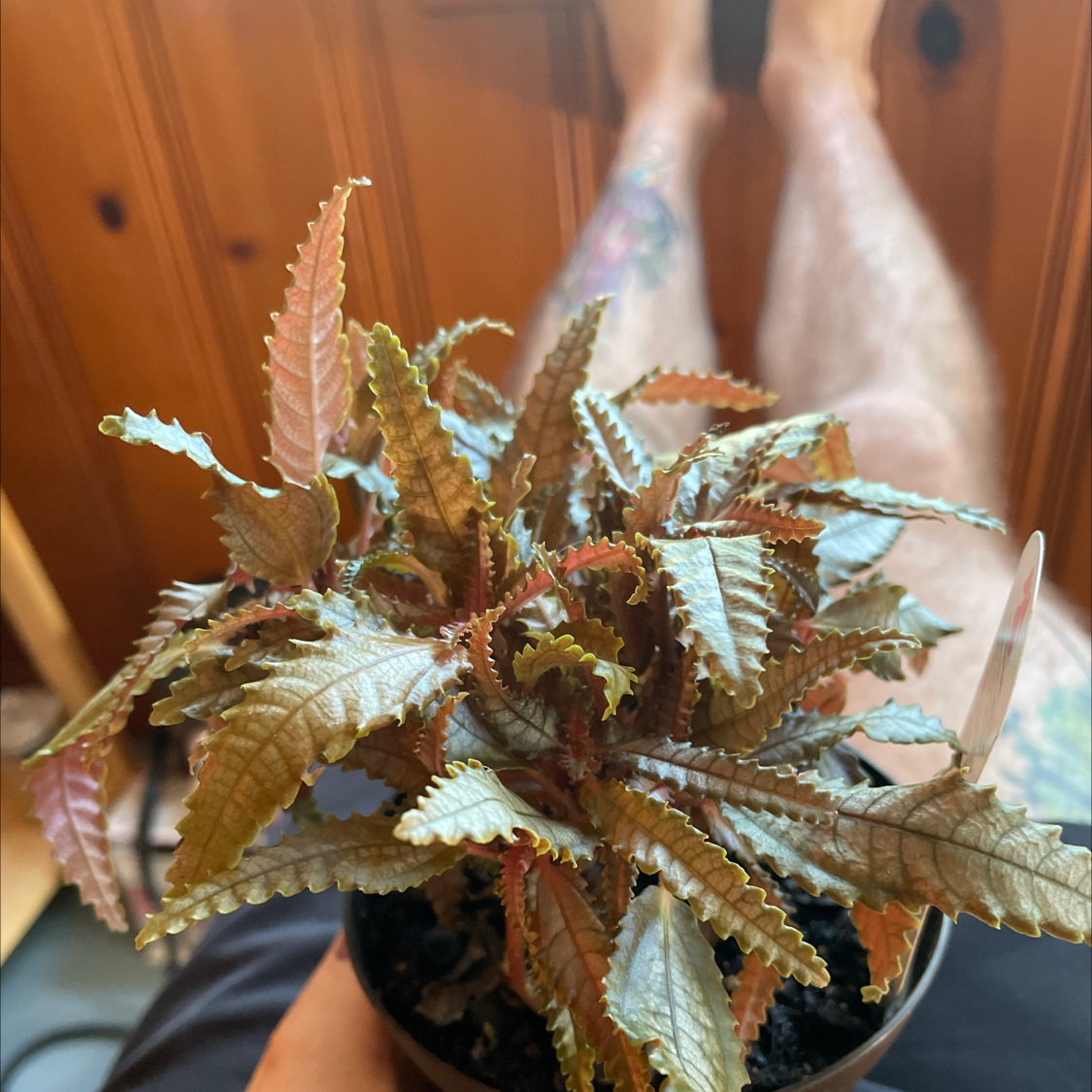 Dark Mystery Pilea plant with serrated leaves in a pot, visible soil, and some leaf discoloration.