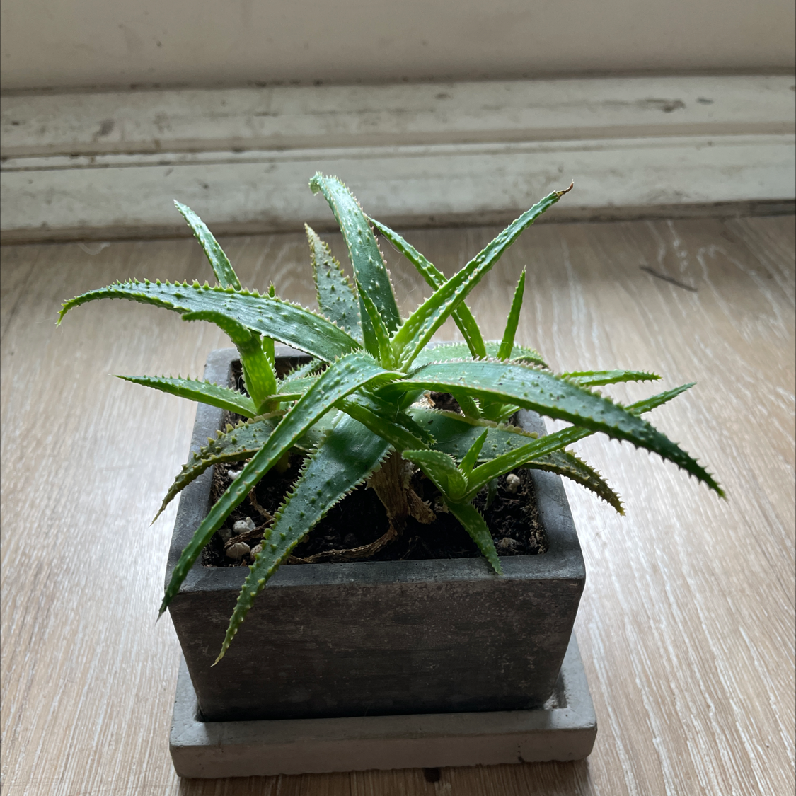 🌵 How Do I Propagate My Candelabra Aloe?