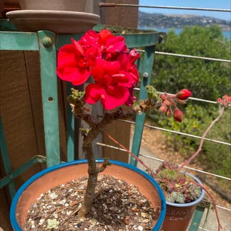 Zonale Geranium plant in Sausalito, California