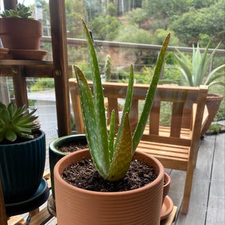 Aloe vera plant in Sausalito, California