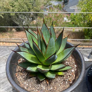 Agave 'Blue Glow' plant in Sausalito, California