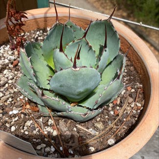 Parry's Agave plant in Sausalito, California