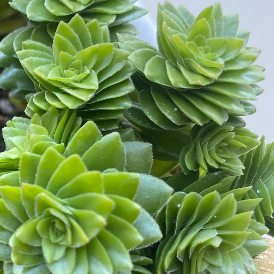 Photo of the plant species Pagoda Village by @Kylab named Crassula on Greg, the plant care app