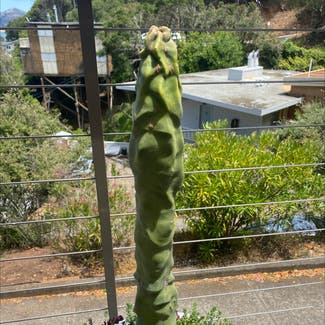 Senita cactus plant in Sausalito, California