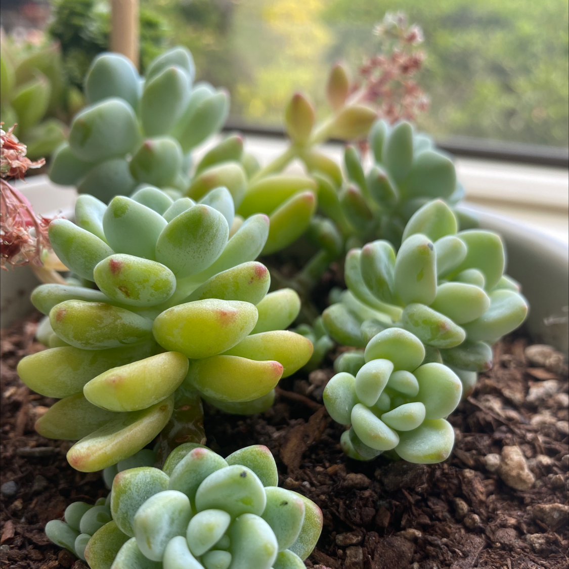 Sedum treleasei succulent with plump green leaves, slight yellowing, in a pot with visible soil.