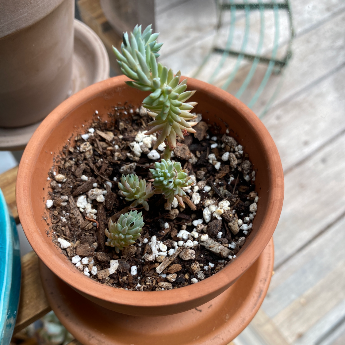 Potted Pale Stonecrop plant with multiple small rosettes in well-draining soil.
