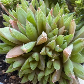 Variegated Cathedral Window Haworthia plant in Sausalito, California