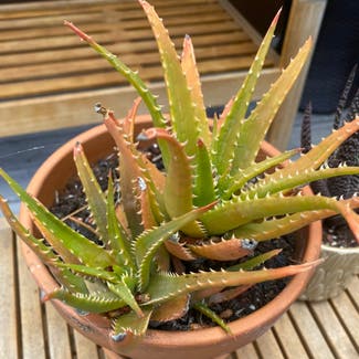 Aloe Vera plant in Sausalito, California