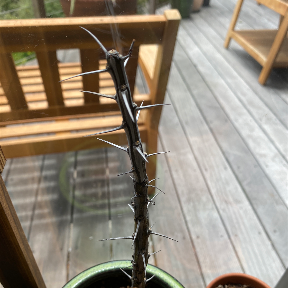 Why Are There Black Spots on My Ocotillo Leaves?