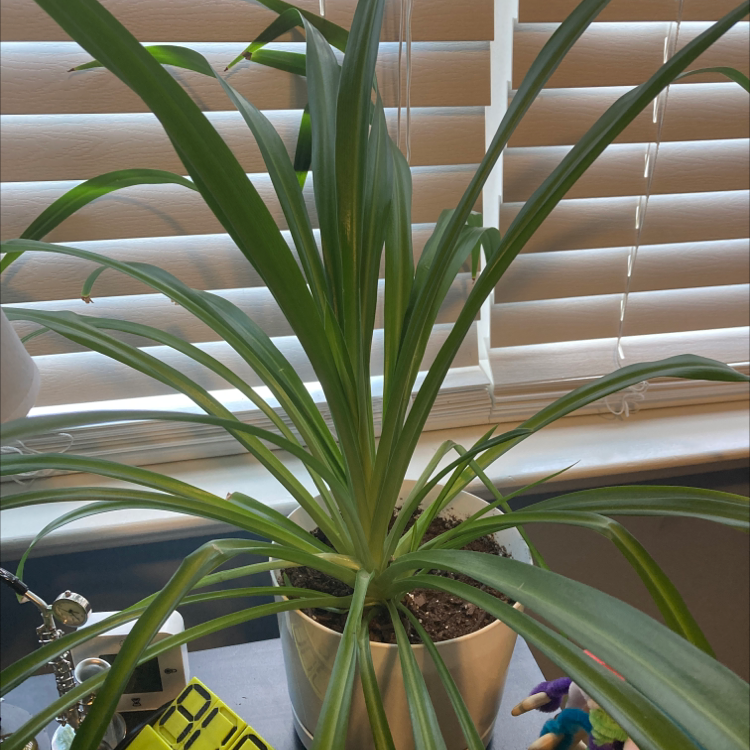 Spider Plant plant photo by @z_brown named José on Greg, the plant care app.